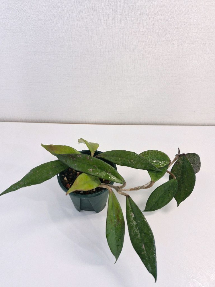 호야 카노사 다크레드--3