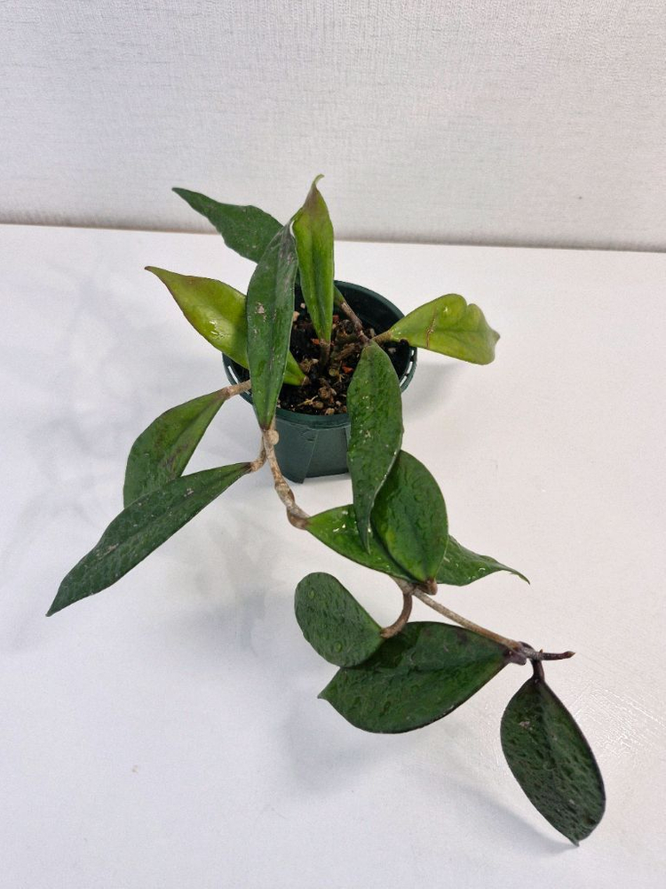 호야 카노사 다크레드--4