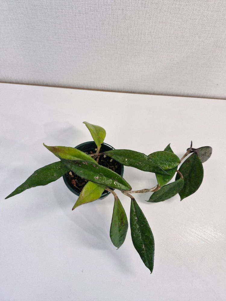 호야 카노사 다크레드--6