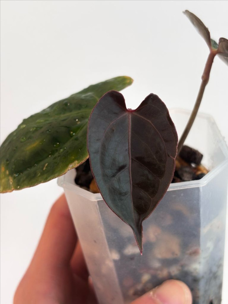 안스리움 자라미쉘 골리앗--1