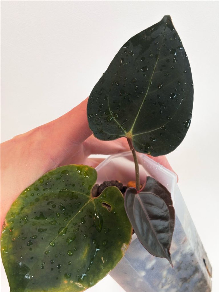 안스리움 자라미쉘 골리앗--2