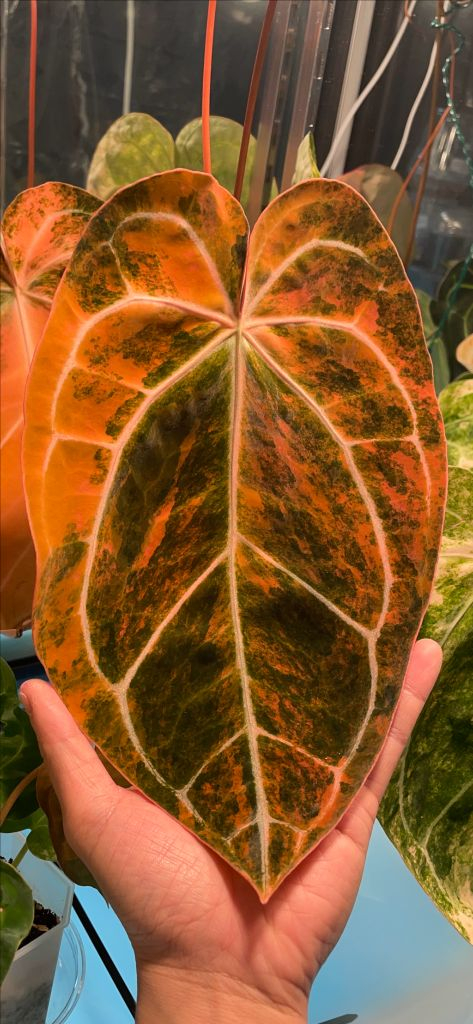 안스리움 하브 바리에가타--1