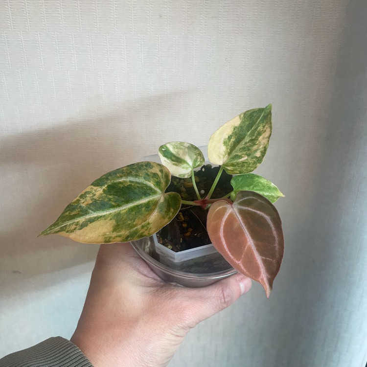 안스리움 하브 바리에가타--2