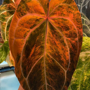 안스리움 하브 바리에가타