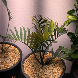 Encephalartos horridus 호리더스 소철 실생