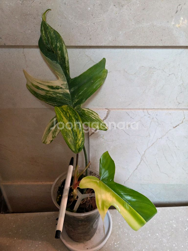 필로덴드론 플로리다 뷰티바리에가타.에피스시아 덤. 에피스시아 에메랄드벨벳 덤--1