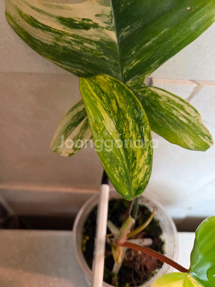 필로덴드론 플로리다 뷰티바리에가타.에피스시아 덤. 에피스시아 에메랄드벨벳 덤--3