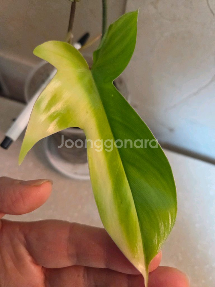 필로덴드론 플로리다 뷰티바리에가타.에피스시아 덤. 에피스시아 에메랄드벨벳 덤--4