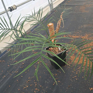 필로덴드론 토텀