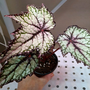 로버트골든 베고니아