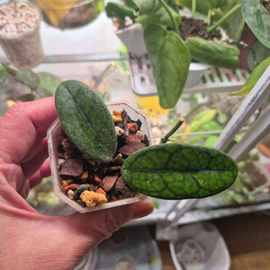 호야 쓰촨엔시스