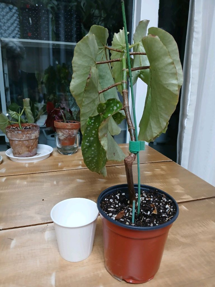 목베고니아 백설희--1