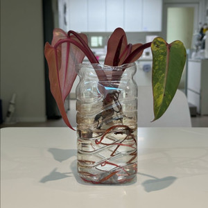 필로덴드론 스트로베리쉐이크 삽수 (물꽂이) 이미지