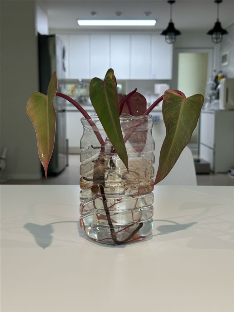 필로덴드론 스트로베리쉐이크 삽수 (물꽂이) 이미지