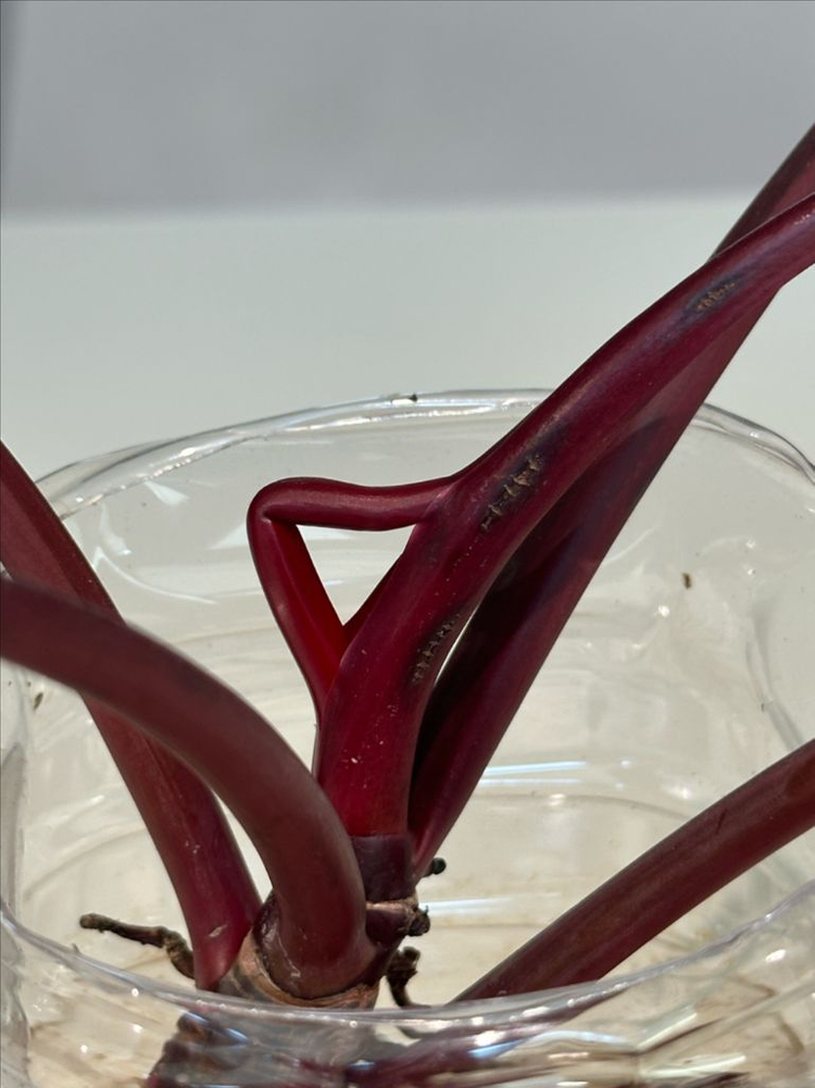 필로덴드론 스트로베리쉐이크 삽수 (물꽂이) 이미지