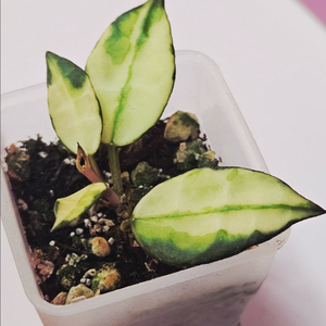 예약상품입니다~~식물