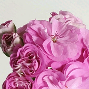 셀레나에르샤 ㅡ 러시아제라늄