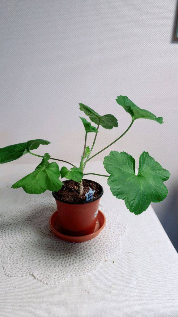 셀레나에르샤 ㅡ 러시아제라늄--1