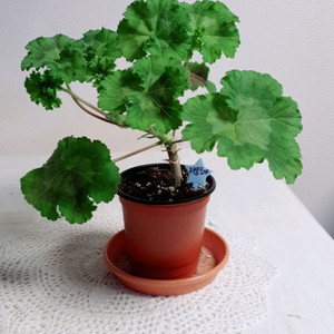 이리올 마담조야 ㅡ 러시아제라늄