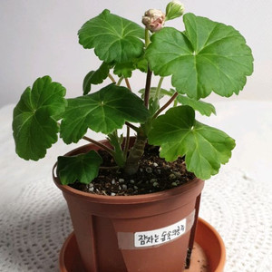 Ess 잠자는 숲속의공주 러시아제라늄