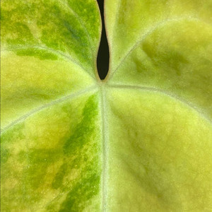 안스리움 바리에가타 2세대 선셋x매그니