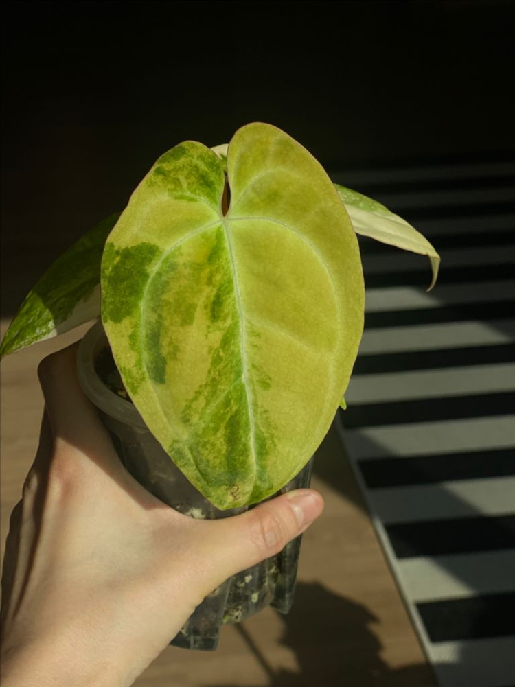 안스리움 바리에가타 2세대 선셋x매그니--1