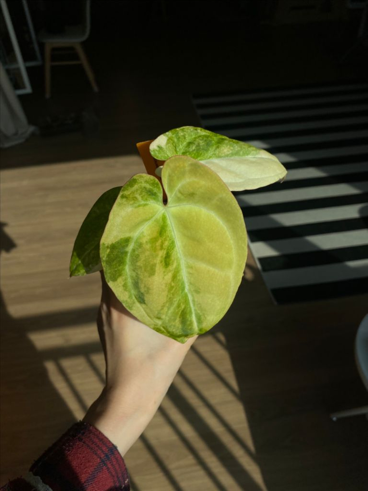 안스리움 바리에가타 2세대 선셋x매그니--2