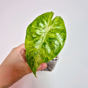 알로카시아 칼리도라 핑크드래곤