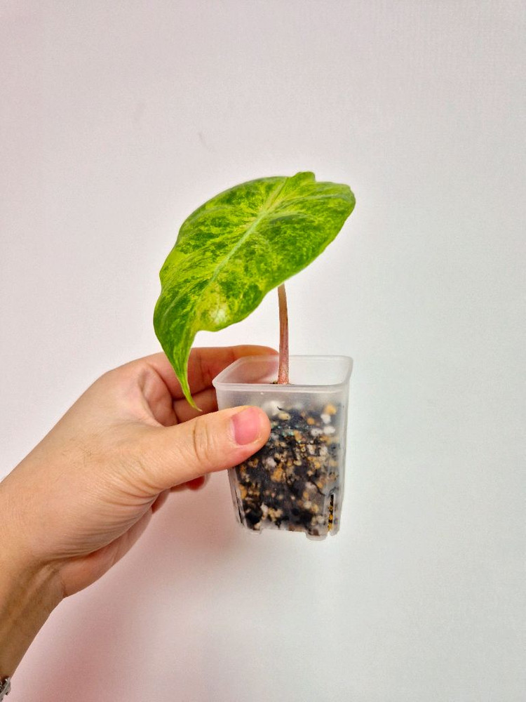 알로카시아 칼리도라 핑크드래곤--1