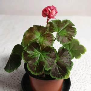 j 넬라판타지아 제라늄