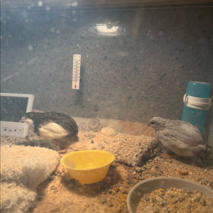 미니메추리 분양합니다 이미지