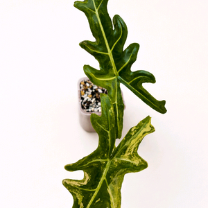 알로카시아 포르테이 엘로우 바리에가타<안스 호야x>