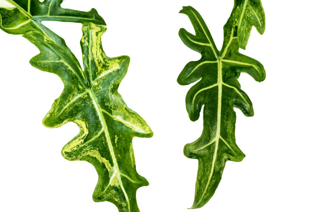 알로카시아 포르테이 엘로우 바리에가타<안스 호야x>--1