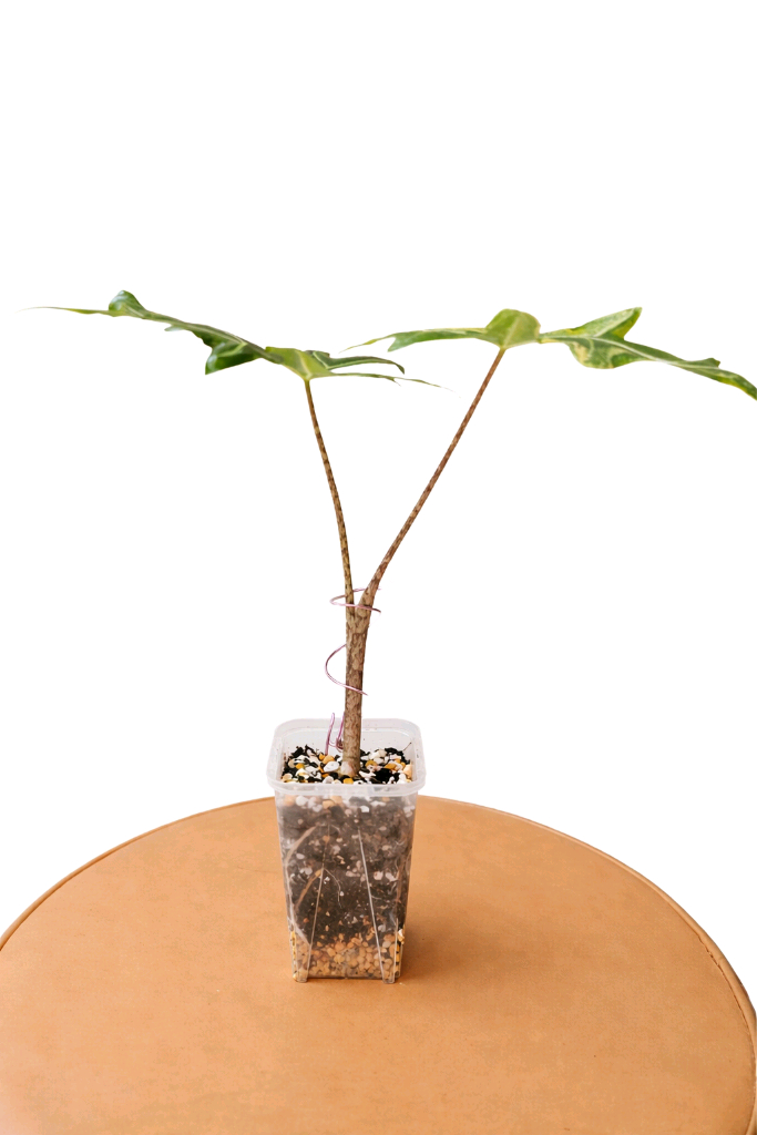 알로카시아 포르테이 엘로우 바리에가타<안스 호야x>--2