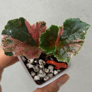 베고니아 쿠쿨라타 핑크