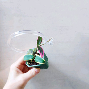 호야리프리즘산반