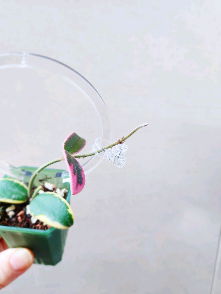 호야리프리즘산반--1