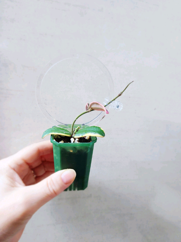 호야리프리즘산반--2