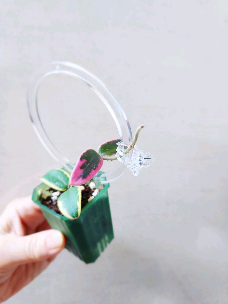 호야리프리즘산반--4