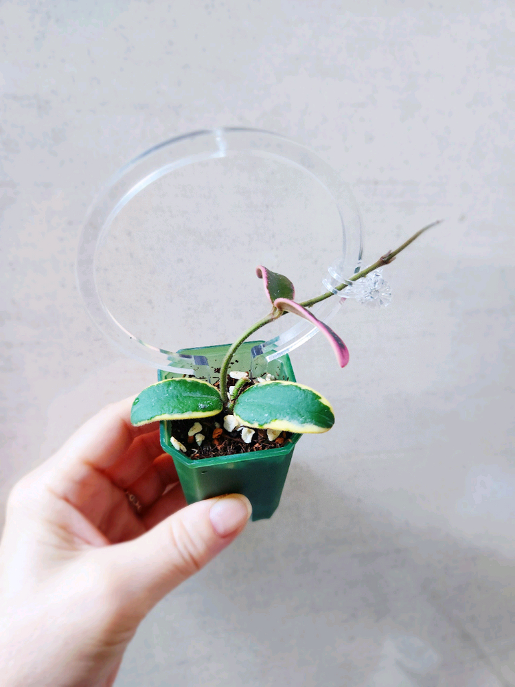 호야리프리즘산반--5