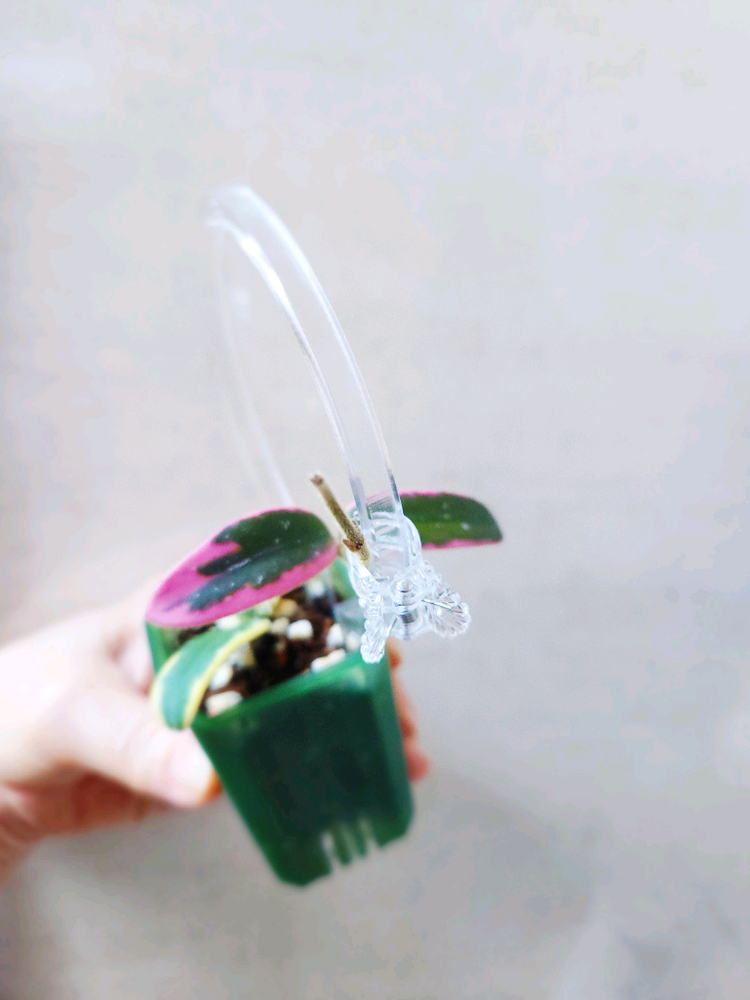 호야리프리즘산반--6