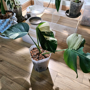 몬스테라 믹스드민트 (보르x델리)