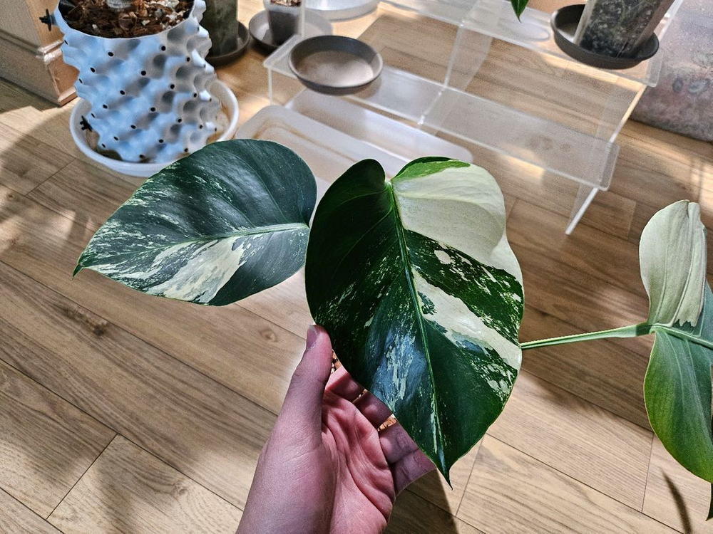 몬스테라 믹스드민트 (보르x델리)--1