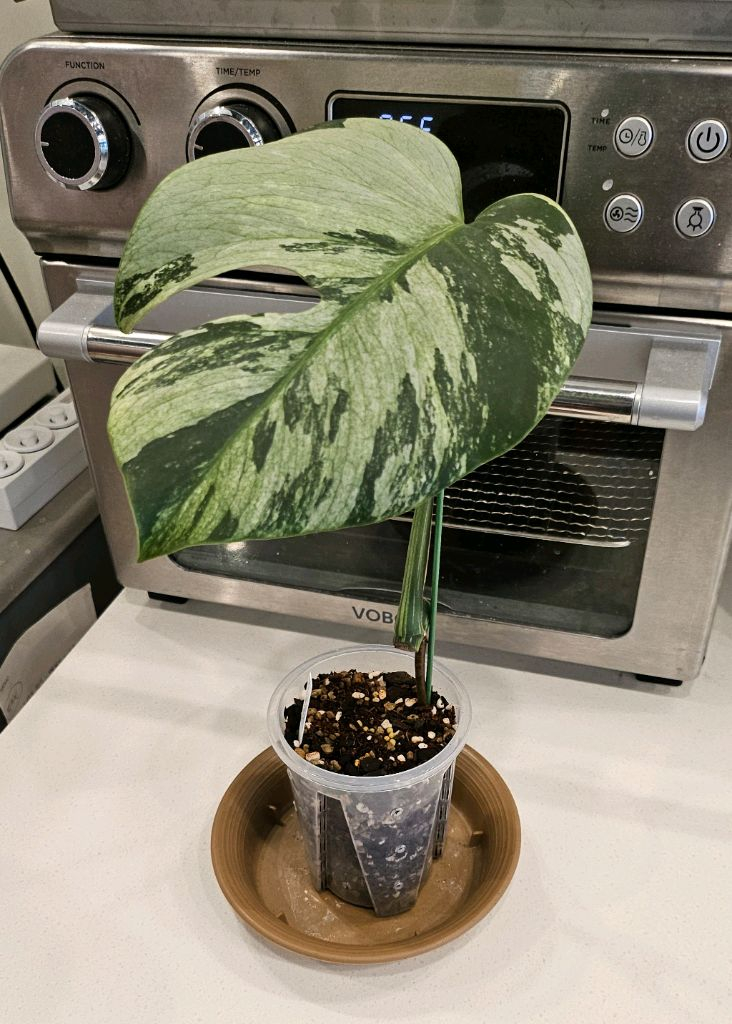 몬스테라 믹스드민트 (보르x델리)--2