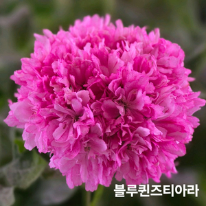 블루퀸즈티아라 스텔라 제라늄