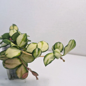 호야 휴스켈리아나 바리에가타