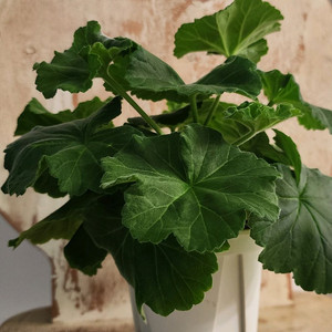 심프랄린 제라늄