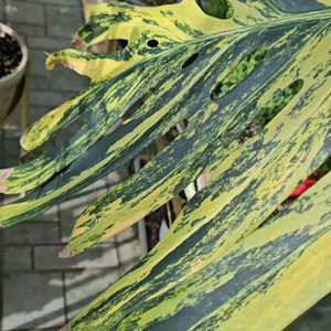 몬스테라 옐로우 델리시오사 초대품 삽수