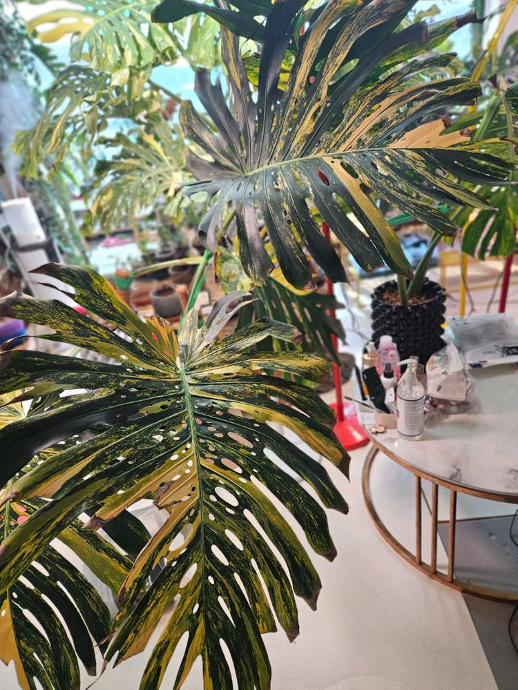 몬스테라 옐로우 델리시오사 초대품 삽수--1