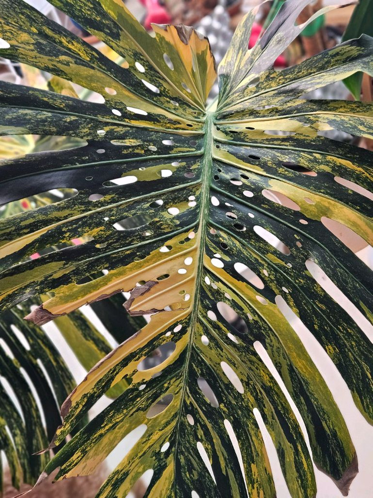 몬스테라 옐로우 델리시오사 초대품 삽수--2